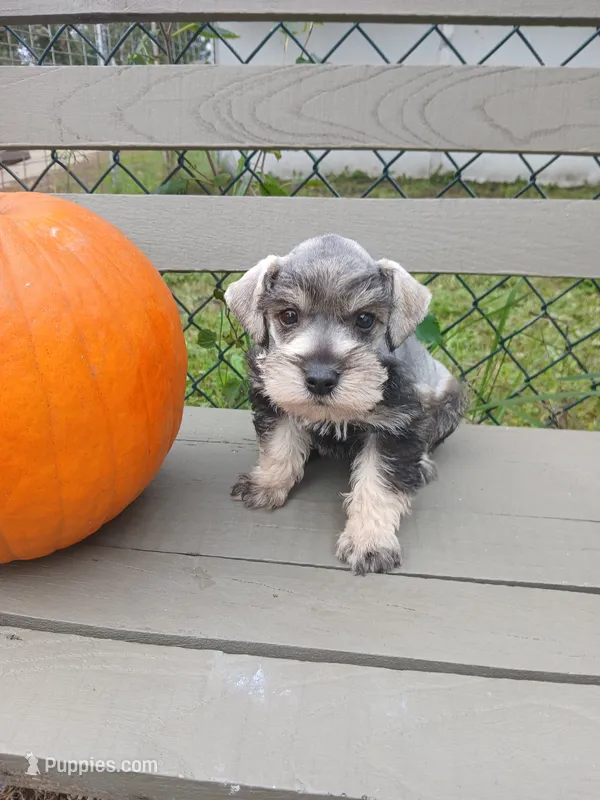 Nicky – Miniature Schnauzer puppy for sale in Rudd, IA