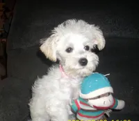 trixie, a female Miniature Schnauzer and Poodle - Toy  for sale in Rudd, IA – 4 of 5