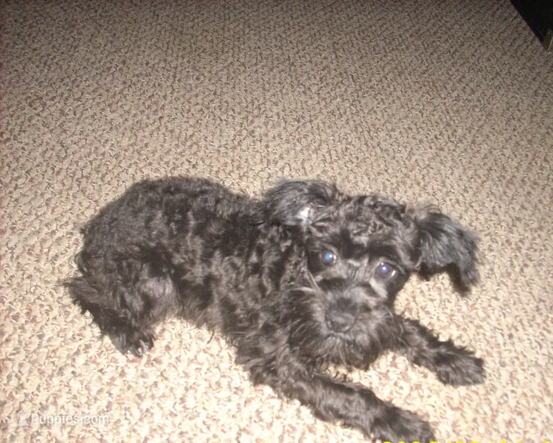 Boomer  – Schnoodle puppy for sale in Rudd, IA