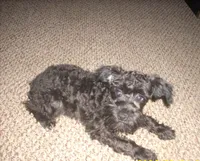 Boomer (reduced), a male Schnoodle for sale in Rudd, IA – 1 of 7