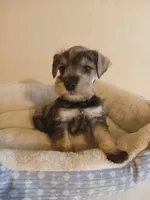 Rex, a male Miniature Schnauzer for sale in Rudd, IA – 2 of 3