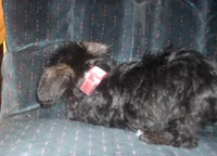 Sadie (New Photos), a female Miniature Schnauzer and Poodle - Toy  for sale in Rudd, IA – 4 of 5