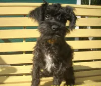 Boomer (reduced), a male Schnoodle for sale in Rudd, IA – 4 of 7
