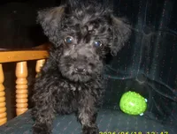 Sadie (New Photos), a female Miniature Schnauzer and Poodle - Toy  for sale in Rudd, IA – 1 of 5