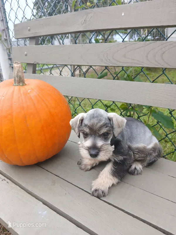Nicky – Miniature Schnauzer puppy for sale in Rudd, IA