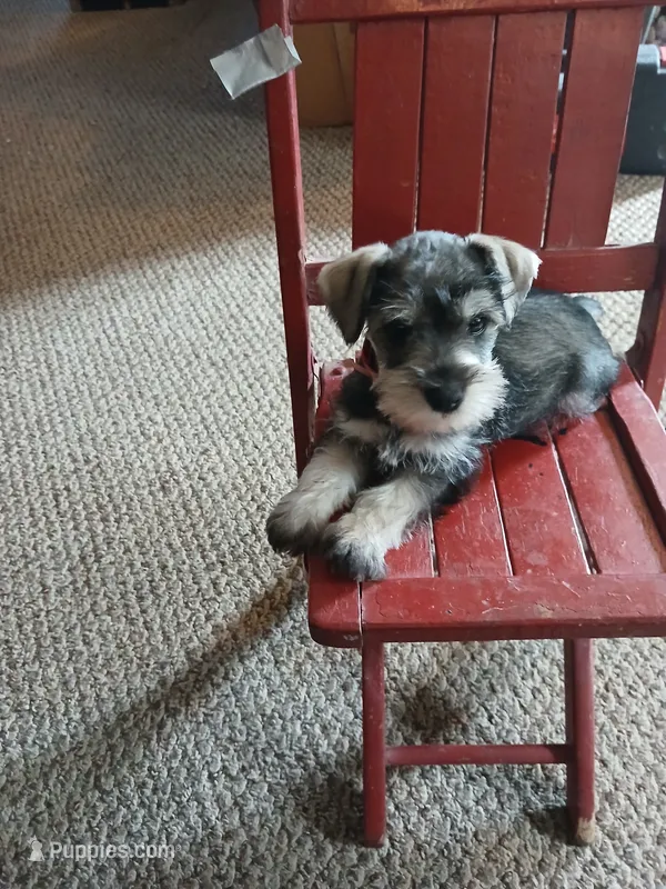 Rex – Miniature Schnauzer puppy for sale in Rudd, IA