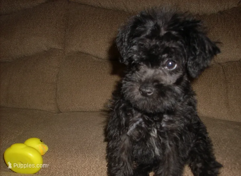 Lucy ( New Photos) – Miniature Schnauzer, Poodle - Toy  puppy for sale in Rudd, IA