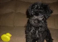 Lucy ( New Photos), a female Miniature Schnauzer and Poodle - Toy  for sale in Rudd, IA – 1 of 5