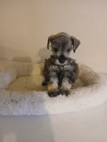 Archie, a male Miniature Schnauzer for sale in Rudd, IA – 4 of 4