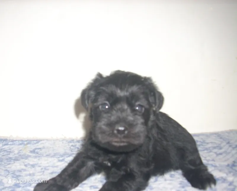 Alvin – Miniature Schnauzer puppy for sale in Rudd, IA