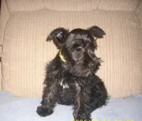 Zara (New Photos), a female Miniature Schnauzer for sale in Rudd, IA – Photo 1 of 4