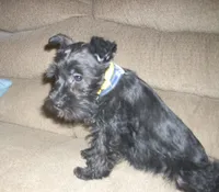 Zara (New Photos), a female Miniature Schnauzer for sale in Rudd, IA – Photo 4 of 4