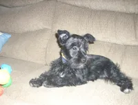 Zara (New Photos), a female Miniature Schnauzer for sale in Rudd, IA – Photo 3 of 4