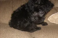 Lucy ( New Photos), a female Miniature Schnauzer and Poodle - Toy  for sale in Rudd, IA – 3 of 5