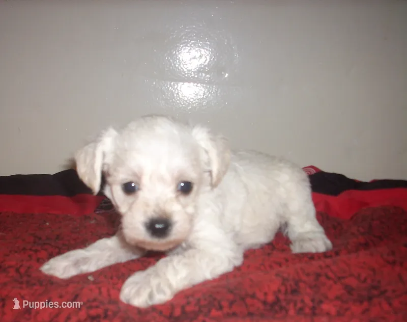 trixie – Schnoodle puppy for sale in Rudd, IA