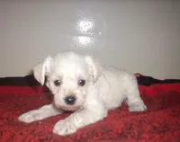 trixie, a female Schnoodle for sale in Rudd, IA – 1 of 1