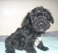 Boomer , a male Schnoodle for sale in Rudd, IA – 5 of 5