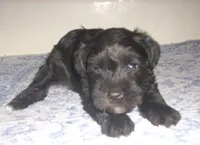 Kodak, a male Miniature Schnauzer for sale in Rudd, IA – 3 of 3
