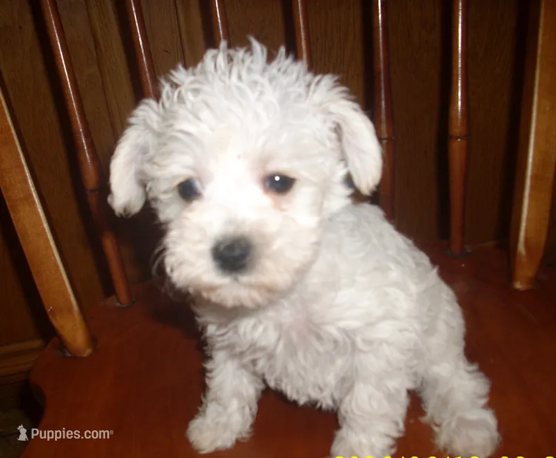 trixie – Schnoodle puppy for sale in Rudd, IA