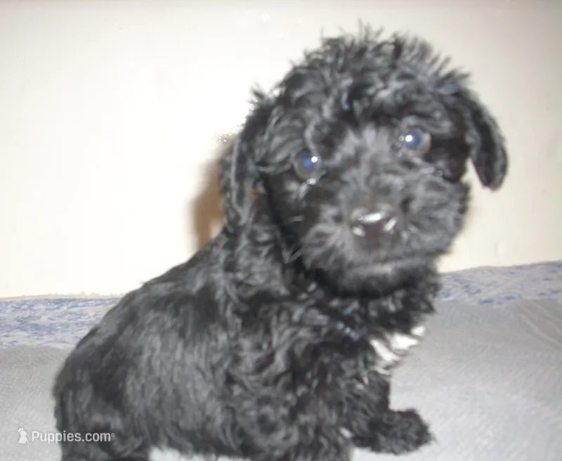 Rosco – Schnoodle puppy for sale in Rudd, IA