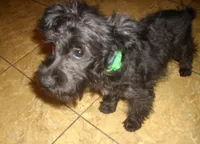 Mickey, a male Miniature Schnauzer and Poodle - Toy  for sale in Rudd, IA – 2 of 6