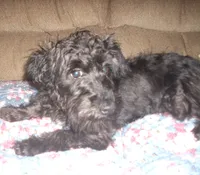 Mickey (Reduced), a male Schnoodle for sale in Rudd, IA – 5 of 7