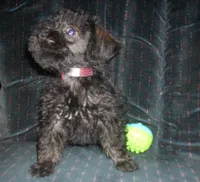 Sadie (New Photos), a female Miniature Schnauzer and Poodle - Toy  for sale in Rudd, IA – 5 of 5