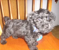 Mickey, a male Miniature Schnauzer and Poodle - Toy  for sale in Rudd, IA – 4 of 6