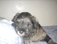 Winston, a male Miniature Schnauzer for sale in Rudd, IA – 1 of 2