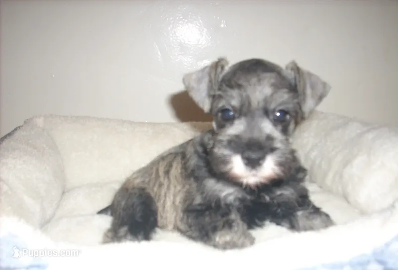 Winston – Miniature Schnauzer puppy for sale in Rudd, IA