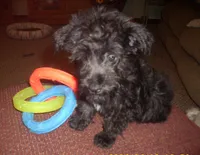 Milo (New Photos), a male Miniature Schnauzer and Poodle - Toy  for sale in Rudd, IA – 5 of 5
