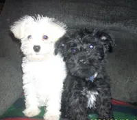 Belle, a female Miniature Schnauzer and Poodle - Toy  for sale in Rudd, IA – 4 of 4