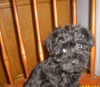 Lucy, a female Miniature Schnauzer for sale in Rudd, IA – 3 of 3