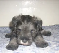 Winston, a male Miniature Schnauzer for sale in Rudd, IA – 2 of 2