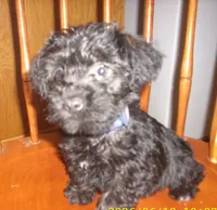sadie, a female Schnoodle for sale in Rudd, IA – 3 of 3