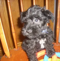 Milo, a male Miniature Schnauzer for sale in Rudd, IA – 3 of 4