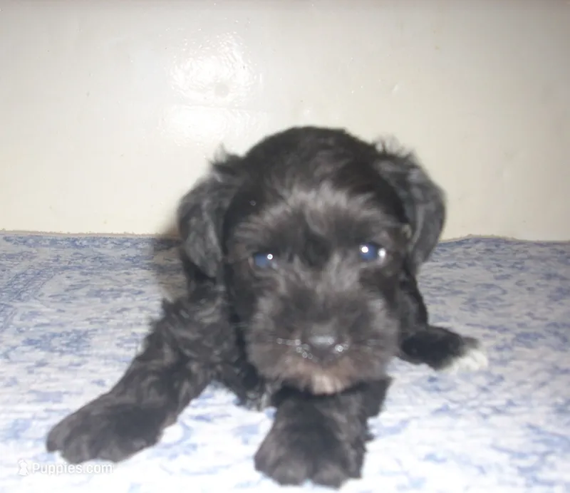 Kodak – Miniature Schnauzer puppy for sale in Rudd, IA