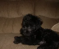 Lucy ( New Photos), a female Miniature Schnauzer and Poodle - Toy  for sale in Rudd, IA – 5 of 5