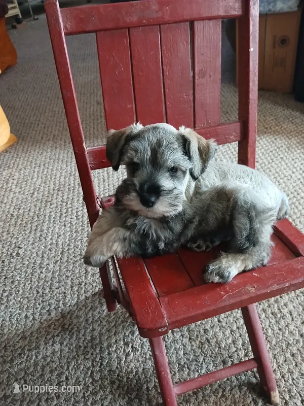 Archie – Miniature Schnauzer puppy for sale in Rudd, IA