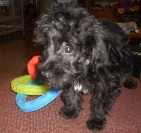 Milo (New Photos), a male Miniature Schnauzer and Poodle - Toy  for sale in Rudd, IA – 3 of 5