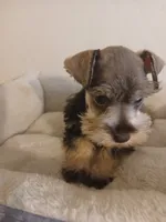 Tyler, a male Miniature Schnauzer for sale in Rudd, IA – 3 of 3