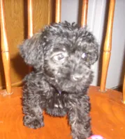 sadie, a female Schnoodle for sale in Rudd, IA – 2 of 3