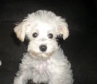 trixie, a female Miniature Schnauzer and Poodle - Toy  for sale in Rudd, IA – 3 of 5
