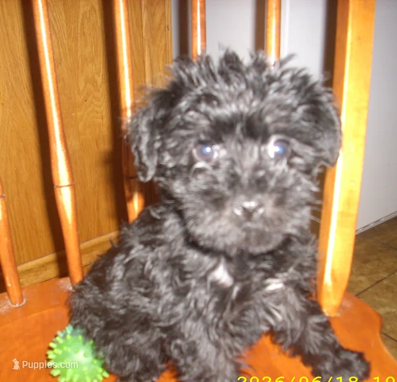 Lucy – Schnoodle puppy for sale in Rudd, IA