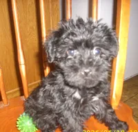 Lucy, a female Miniature Schnauzer for sale in Rudd, IA – 1 of 3