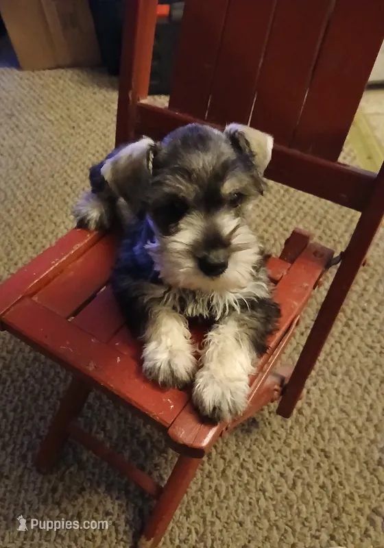 Nicky – Miniature Schnauzer puppy for sale in Rudd, IA