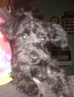 Mickey, a male Miniature Schnauzer and Poodle - Toy  for sale in Rudd, IA – 3 of 6
