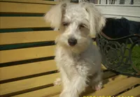 Belle (reduced), a female Miniature Schnauzer and Poodle - Toy  for sale in Rudd, IA – 2 of 5