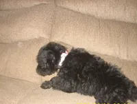 Lucy ( New Photos), a female Miniature Schnauzer and Poodle - Toy  for sale in Rudd, IA – 4 of 5