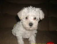 Belle, a female Miniature Schnauzer for sale in Rudd, IA – 2 of 3